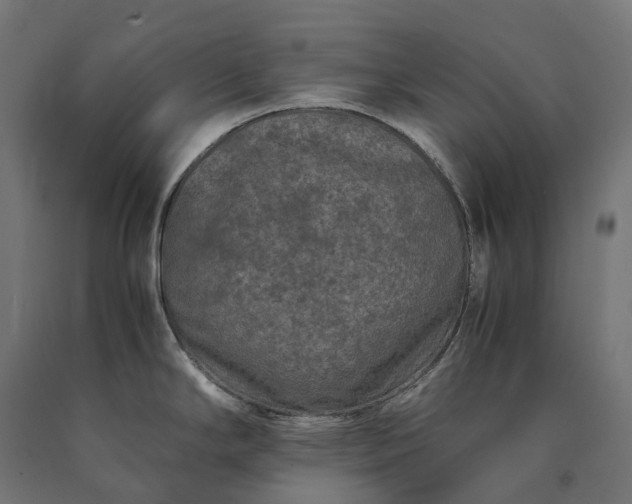 X0000090761294200708031622