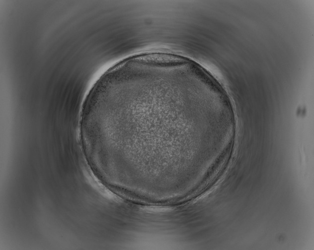 X0000090761296200708031622