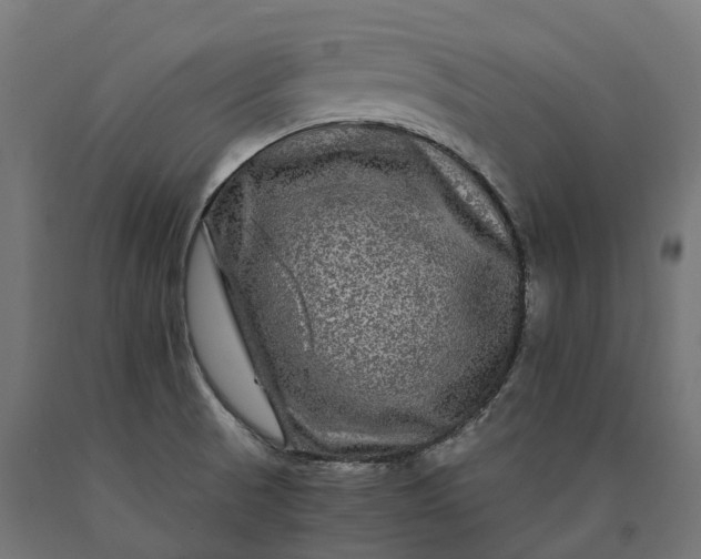 X0000090761521200708031619