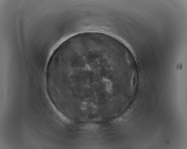 X0000090761525200708031619