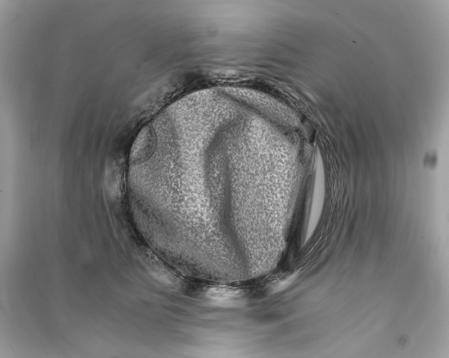 X0000090760515200708101750