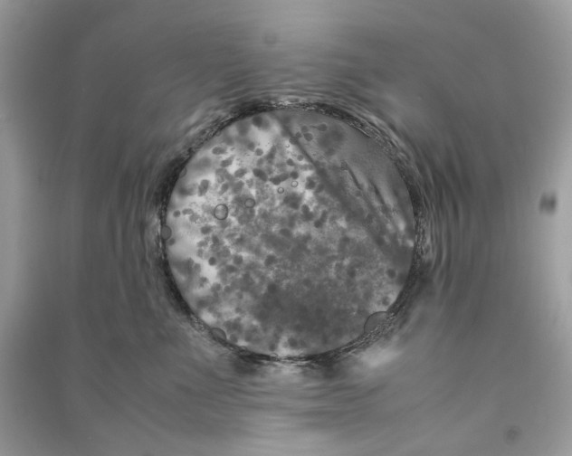 X0000090760523200708101750