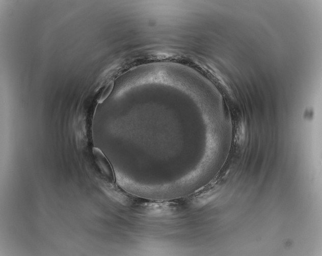 X0000090760524200708101750