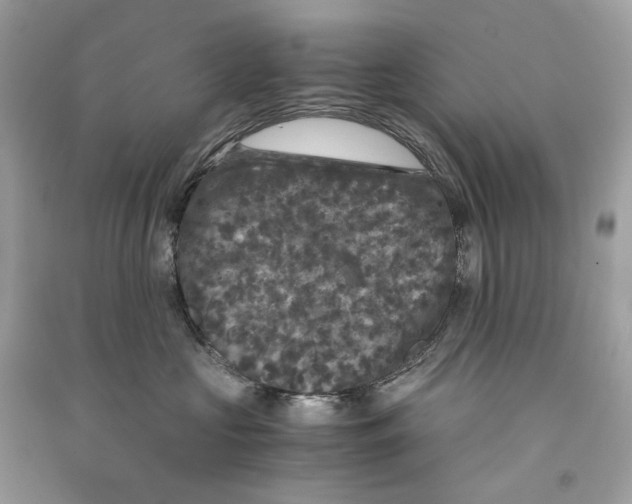 X0000090760573200708101750