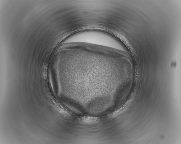 X0000090760833200708101745