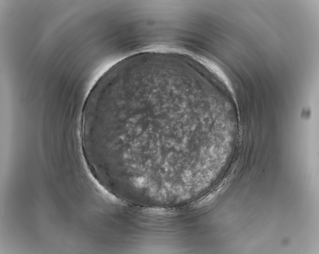 X0000090760855200708101746