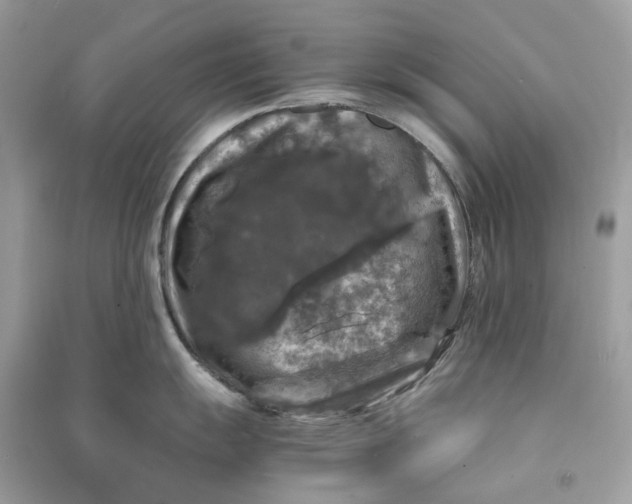 X0000090761055200708101743