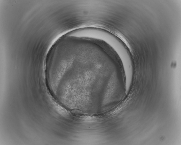 X0000090761124200708101741