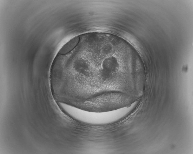 X0000090761283200708101739