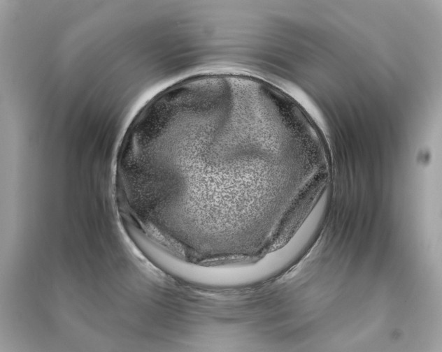 X0000090761388200708101737