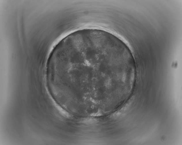 X0000090761525200708101736