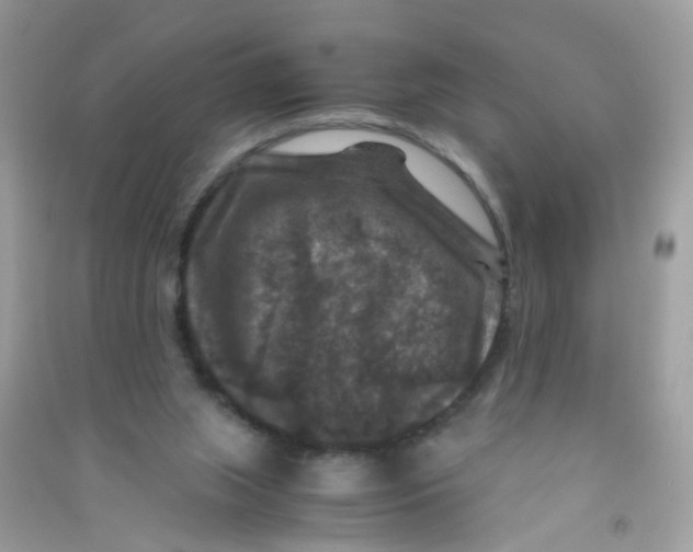 X0000090760063200708172056