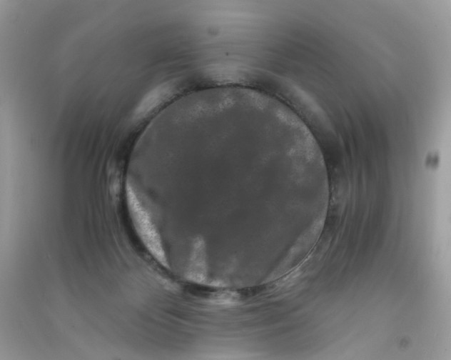 X0000090760124200708172055