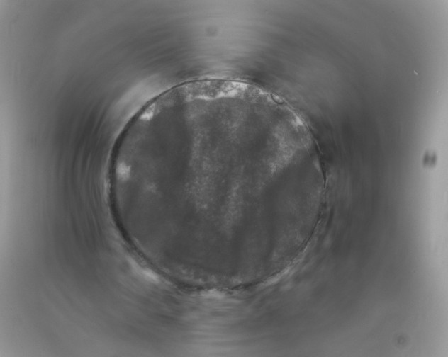 X0000090760290200708172053