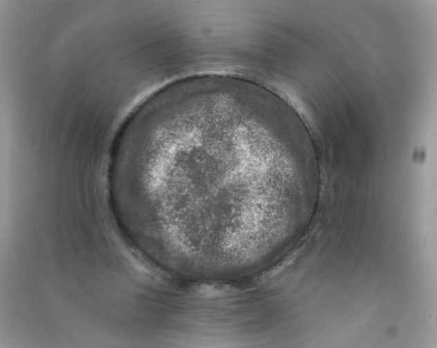 X0000090760346200708172052