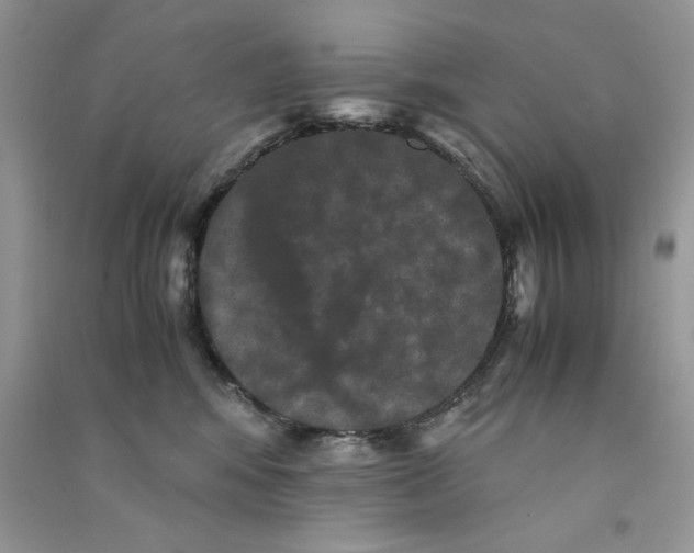 X0000090760424200708172052