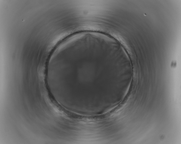 X0000090760434200708172051