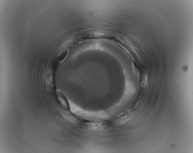 X0000090760524200708172050