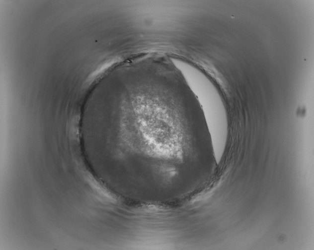 X0000090760585200708172050