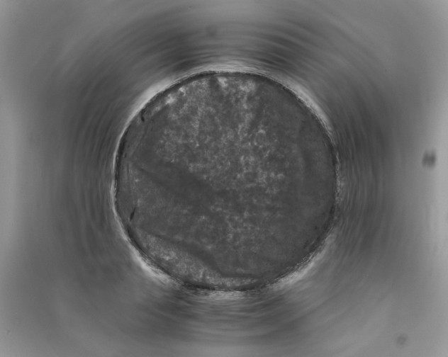 X0000090760845200708172046