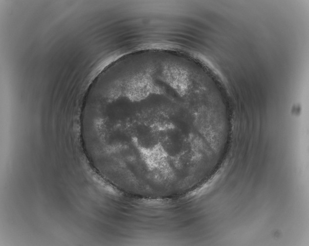 X0000090761025200708172044