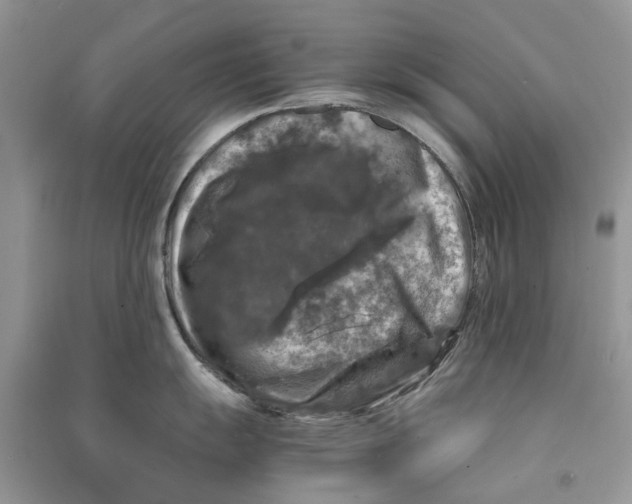 X0000090761055200708172044