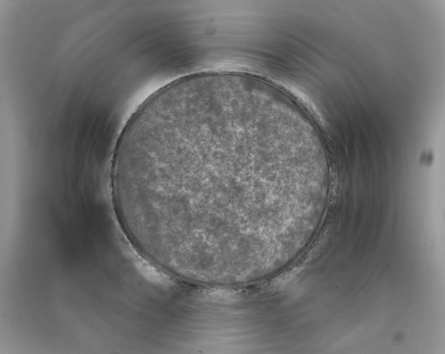 X0000090761086200708172043