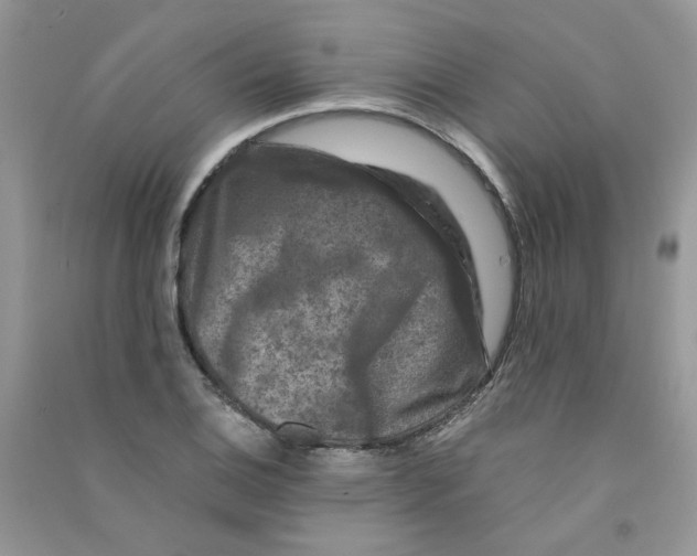 X0000090761124200708172042