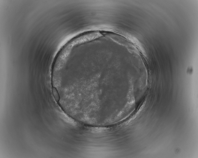 X0000090761184200708172041