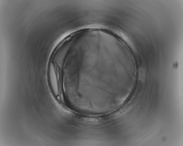 X0000090761229200708172041