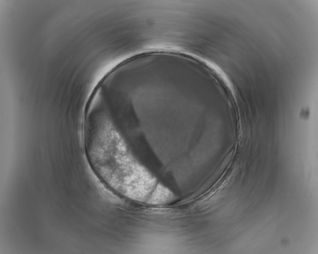 X0000090761295200708172040