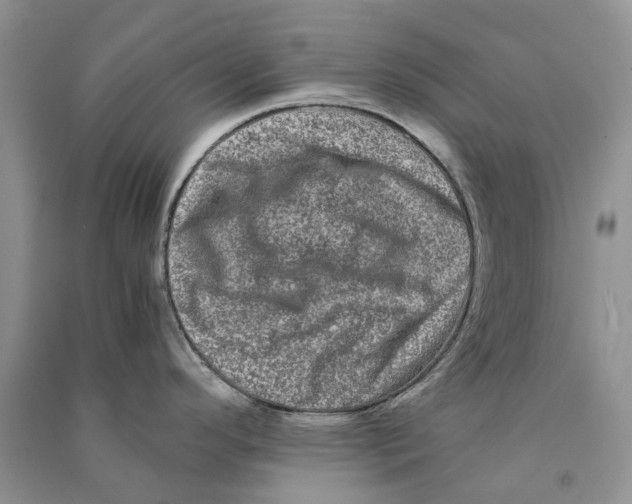 X0000090761296200708172040