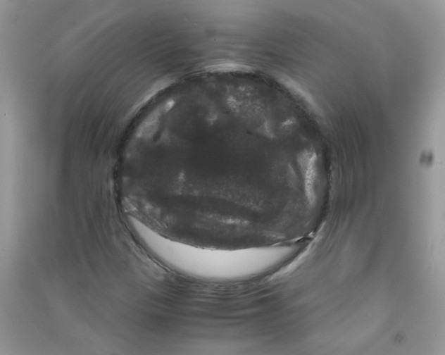 X0000090761305200708172039