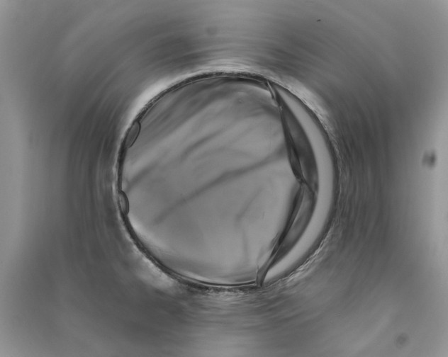 X0000090761334200708172040