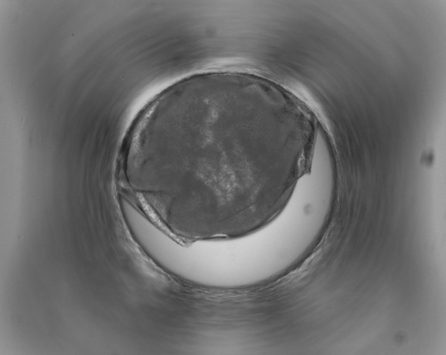 X0000090761336200708172040