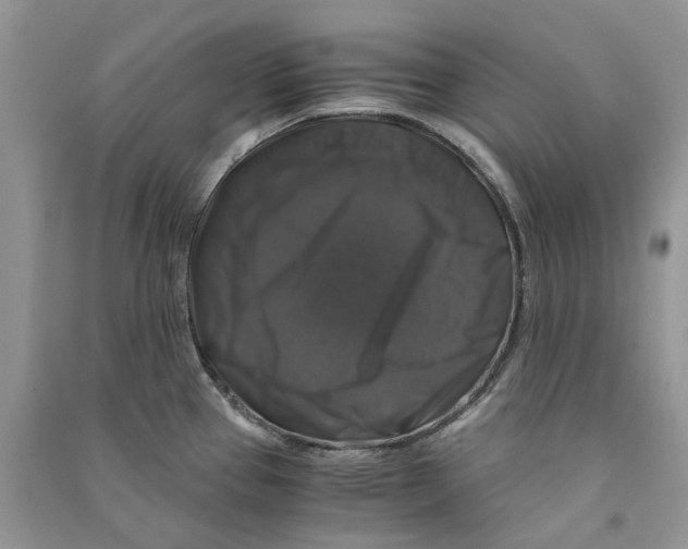 X0000090761337200708172040