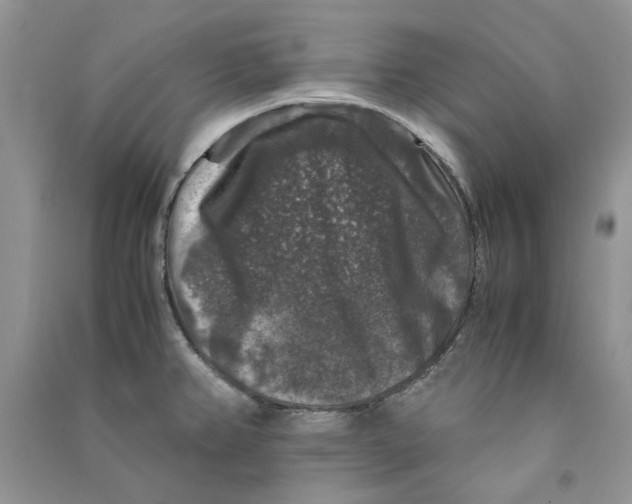 X0000090761382200708172039