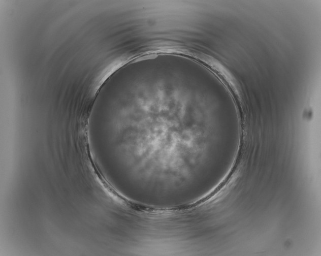 X0000090761385200708172039