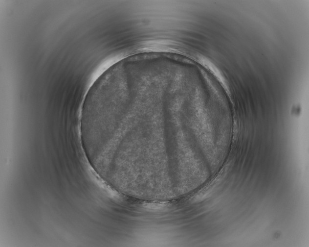 X0000090761386200708172039