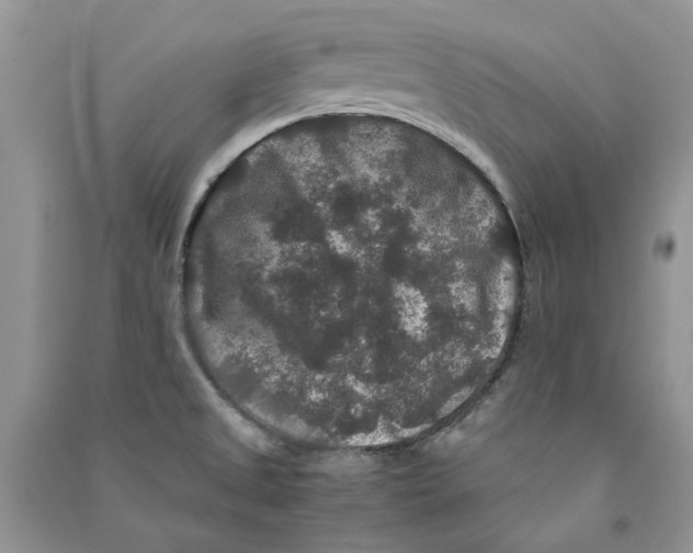 X0000090761525200708172037