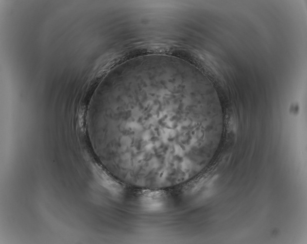 X0000090770185200707201446