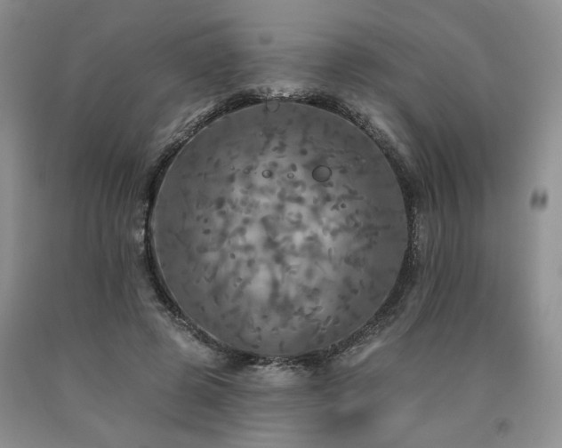 X0000090770545200707201440