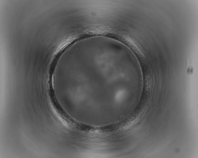 X0000090770634200707201439