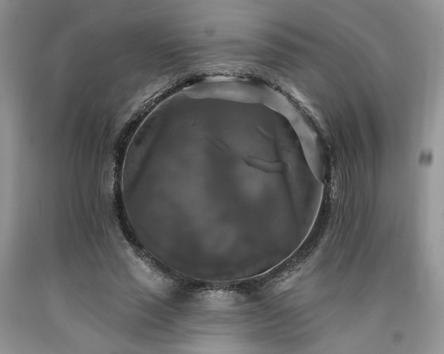 X0000090770637200707201439