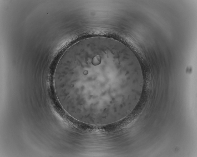 X0000090770683200707201439