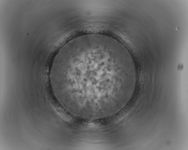 X0000090770737200707201438