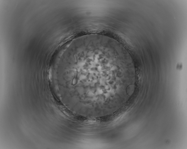 X0000090770745200707201438