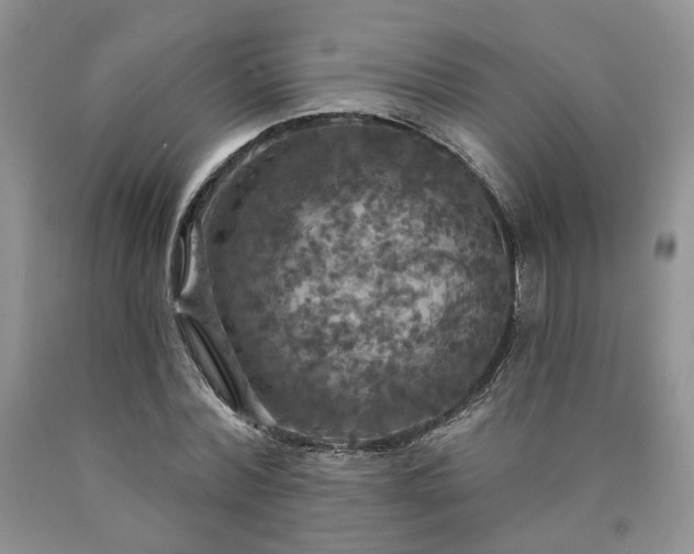 X0000090770780200707201438