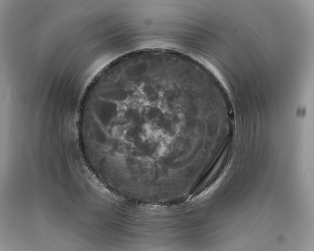 X0000090770783200707201437