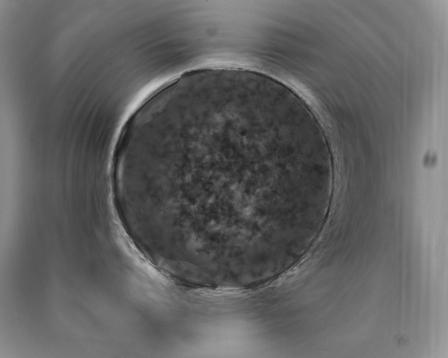 X0000090770864200707201437